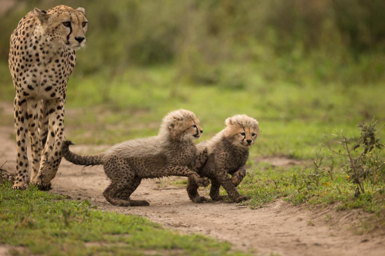 Africa Safari South Serengeti Ndutu Ngorongoro Sinoni Eksteriør billede