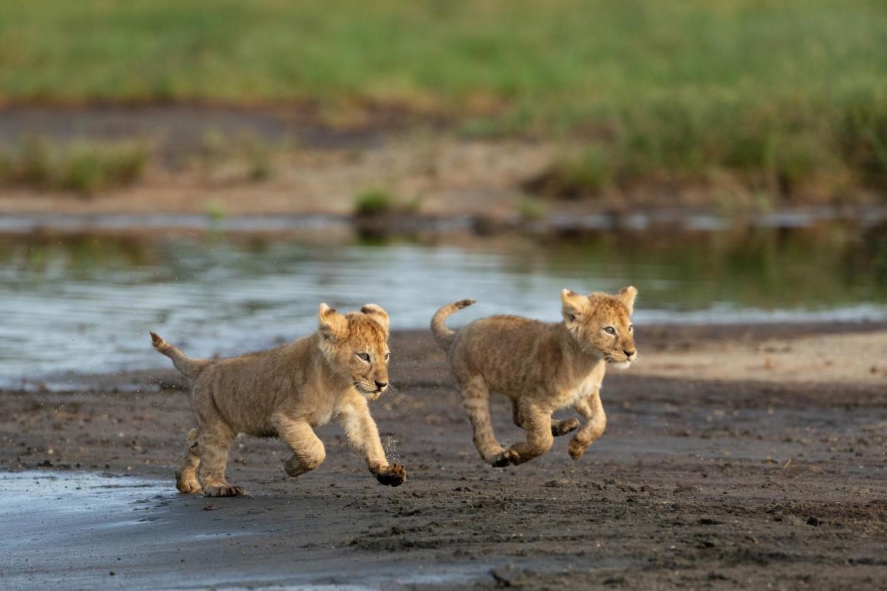 Africa Safari South Serengeti Ndutu Ngorongoro Sinoni Eksteriør billede