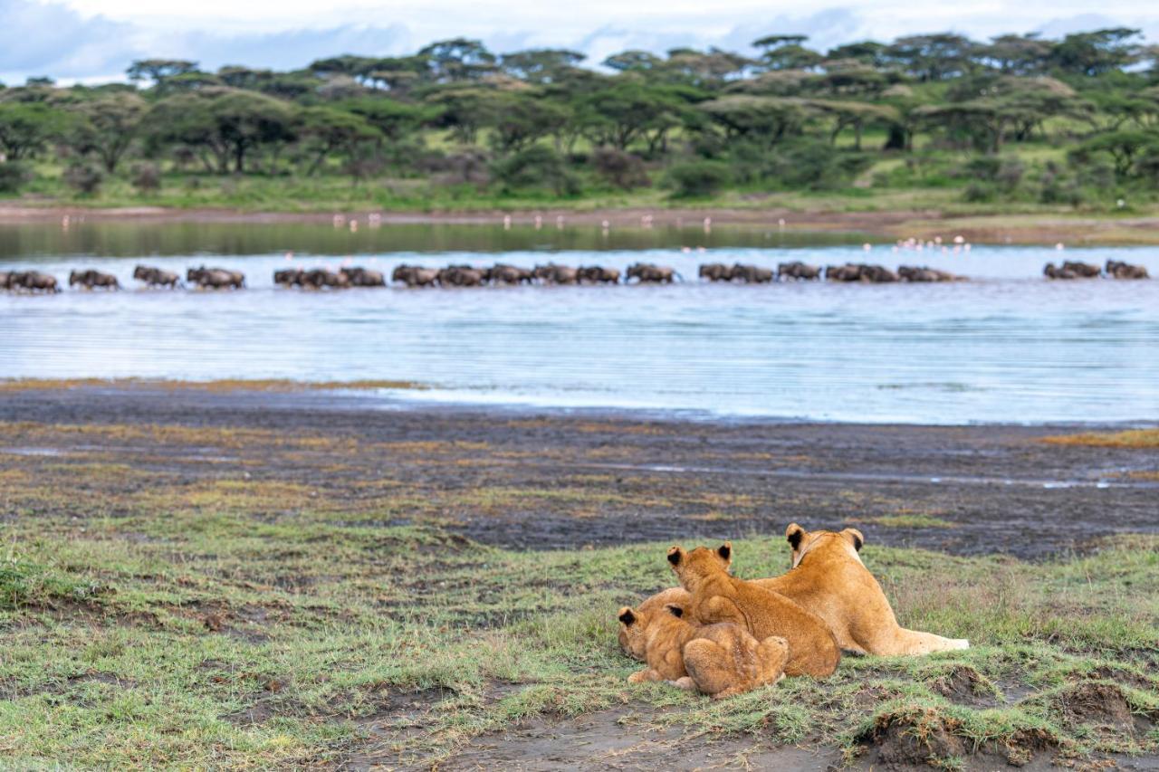 Africa Safari South Serengeti Ndutu Ngorongoro Sinoni Eksteriør billede