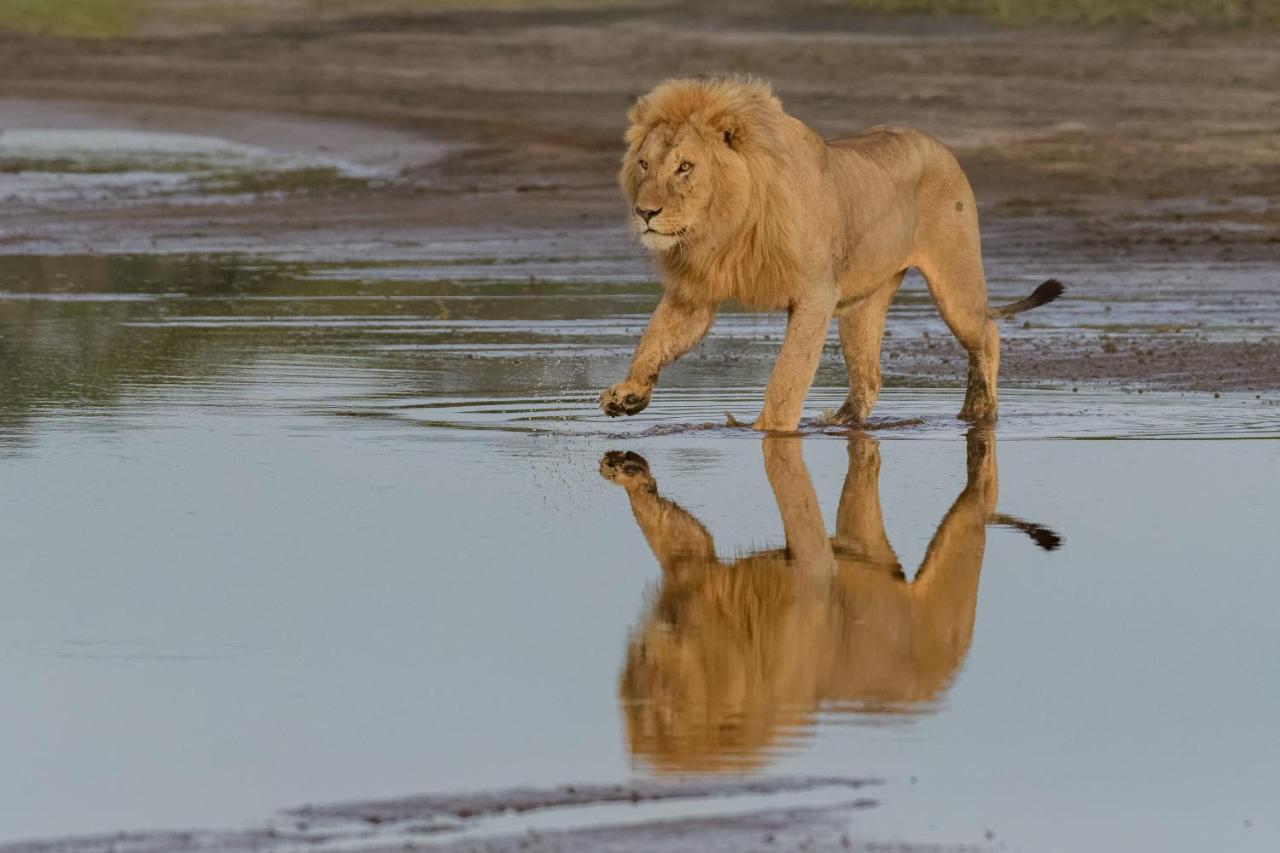 Africa Safari South Serengeti Ndutu Ngorongoro Sinoni Eksteriør billede