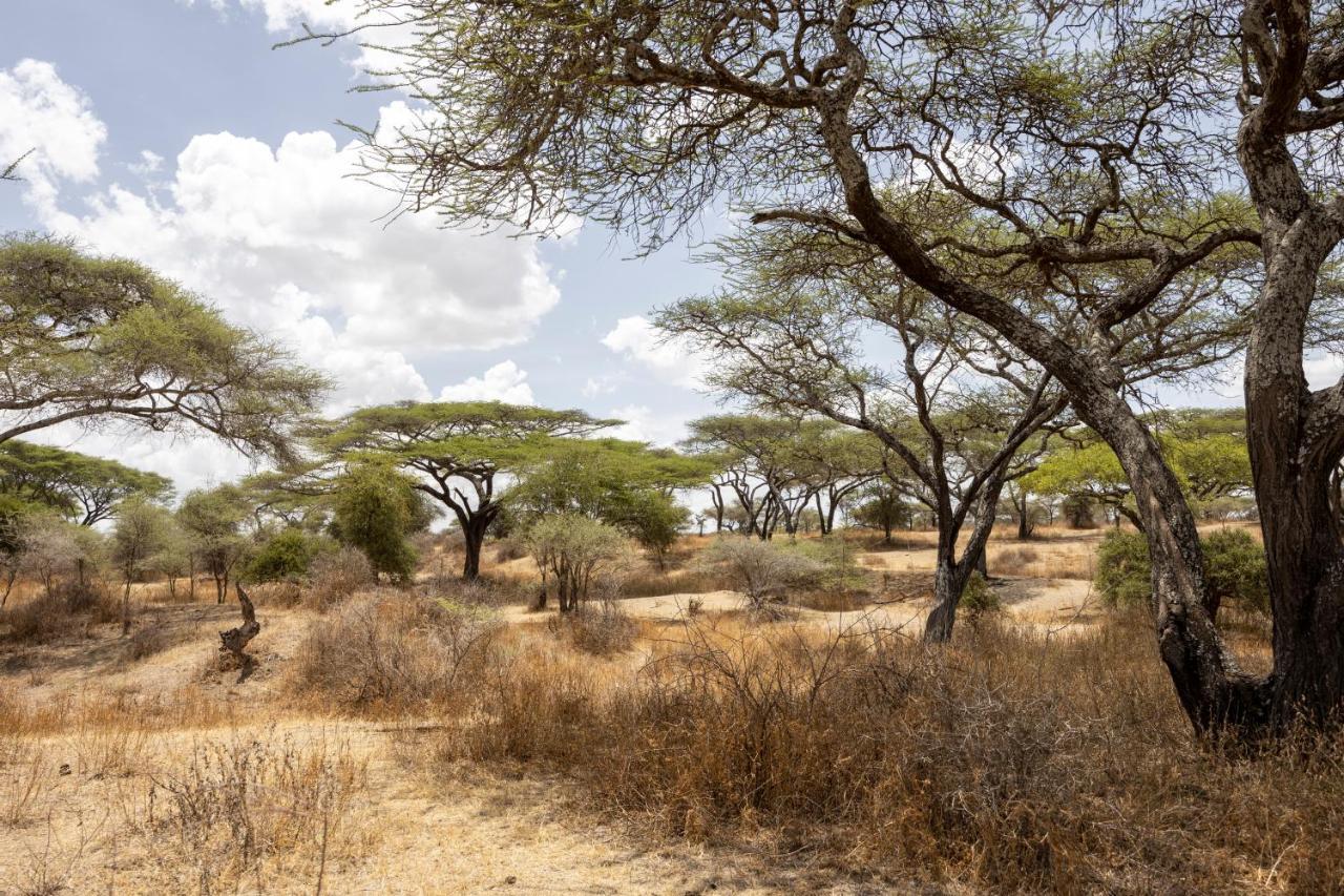 Africa Safari South Serengeti Ndutu Ngorongoro Sinoni Eksteriør billede